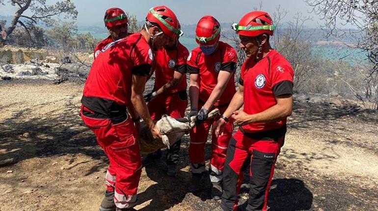 Manavgatta yangında mağaraya sığınan çoban ve 45 keçisi kurtarıldı