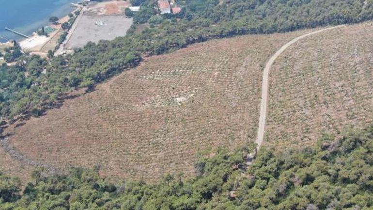 Heybeliadada orman yangınından 1 yıl sonra küle dönen alandaki değişim