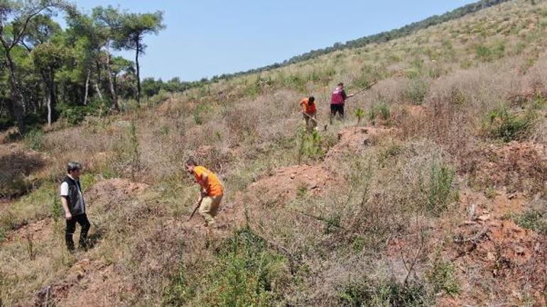 Heybeliadada orman yangınından 1 yıl sonra küle dönen alandaki değişim