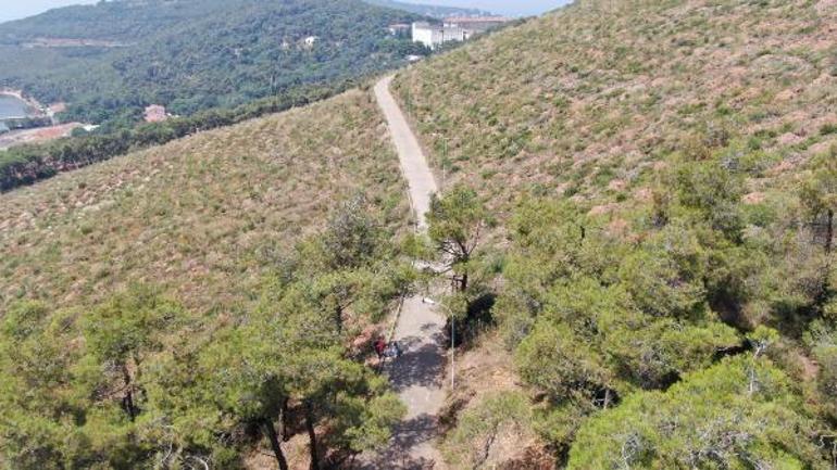 Heybeliadada orman yangınından 1 yıl sonra küle dönen alandaki değişim