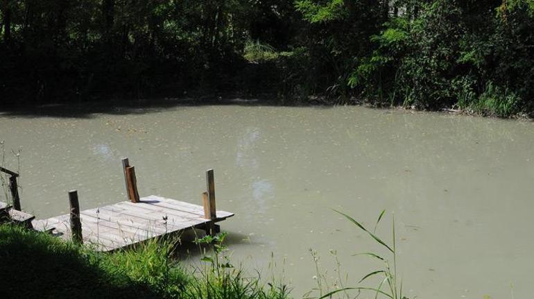 Burası Sakarya Suyun rengi değişti, balıklar öldü