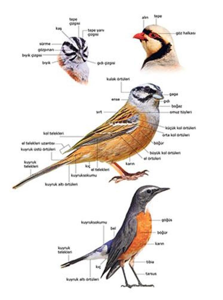 Türkiye’nin kuşlarını tanıyalım