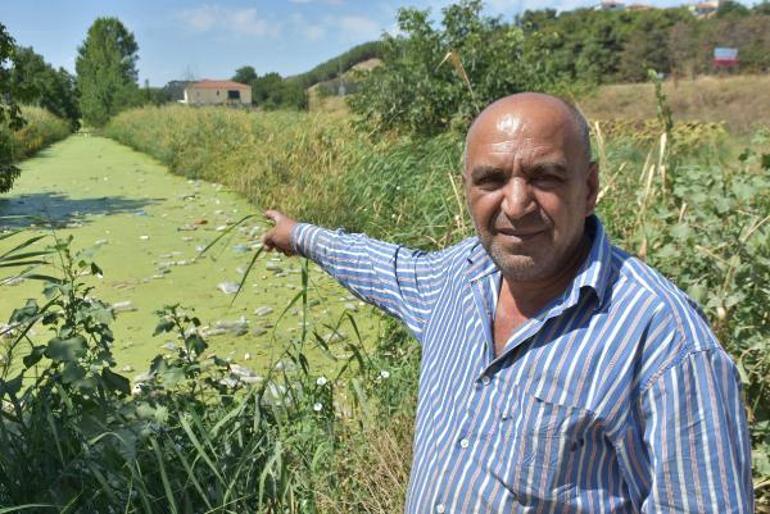 Edirnenin Bayır Deresi kirlilikten yeşile büründü