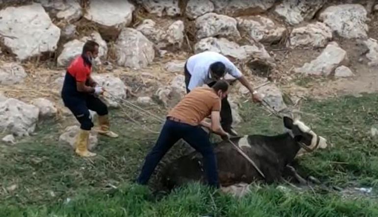 Mardinde çamura saplanan ineği itfaiye kurtardı