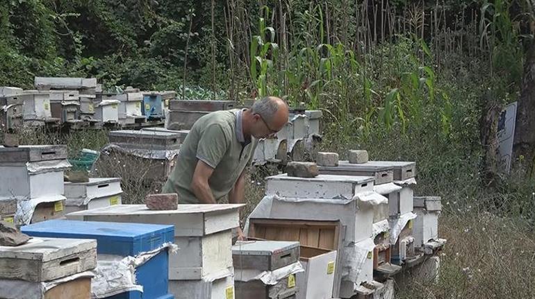 İstanbulda arı kovanları böyle çalındı Fotokapana yakalandılar