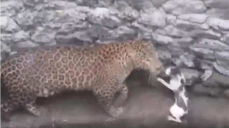 Küçük kedi büyük kediye kafa tuttu Kedi ve leoparın kapışması kamerada