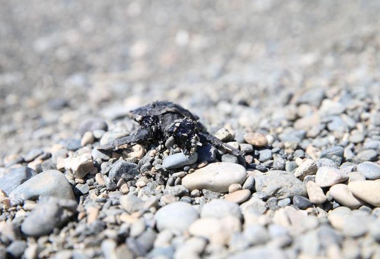 Samandağ sahilinde petrole bulanmış ölü deniz kaplumbağası bulundu