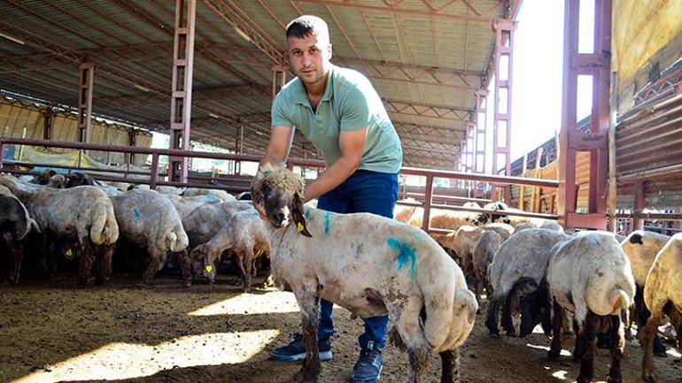 Hayvan pazarına giren sokak köpekleri 40 hayvanı telef etti