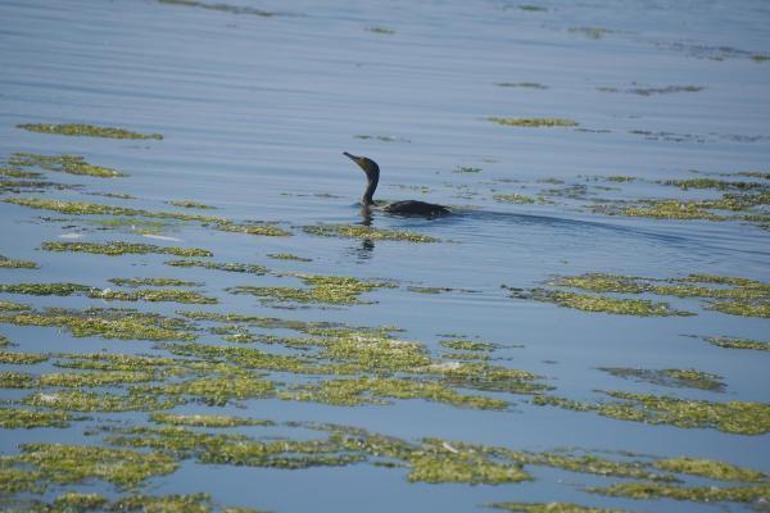 İzmirde deniz yeşile büründü