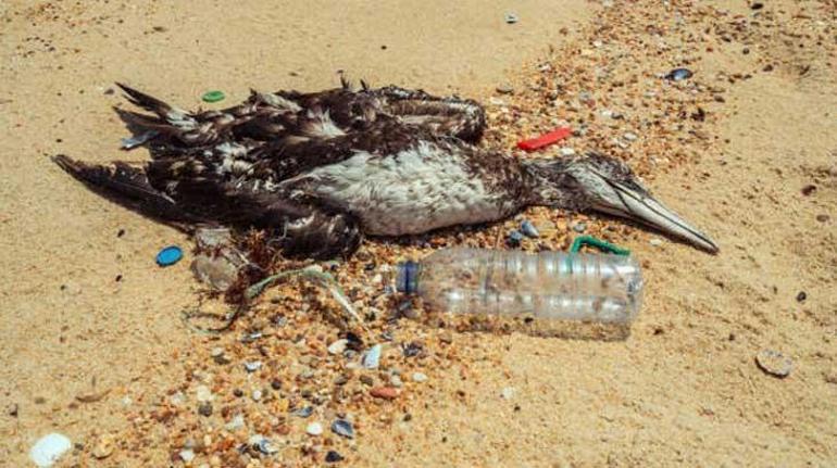 Gökyüzünden ölü kuşlar yağdı Korkutan uyarı: Türkiyeye hastalık taşıyabilir
