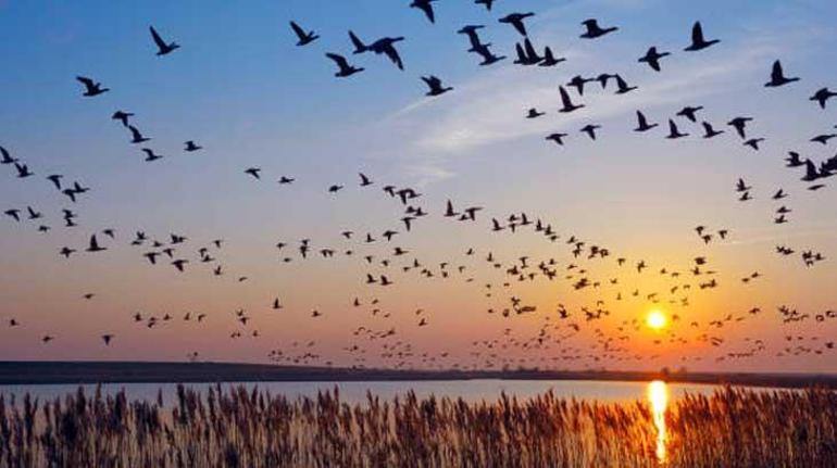Gökyüzünden ölü kuşlar yağdı Korkutan uyarı: Türkiyeye hastalık taşıyabilir