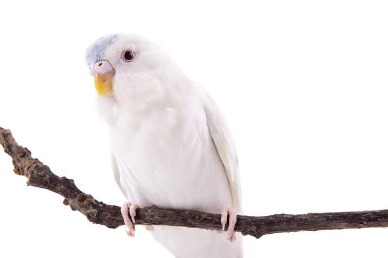 Muhabbet Kuşu Fiyatları 2024: Albino, Show Jumbo, Rinbow, Japones Muhabbet Kuşu Fiyatları