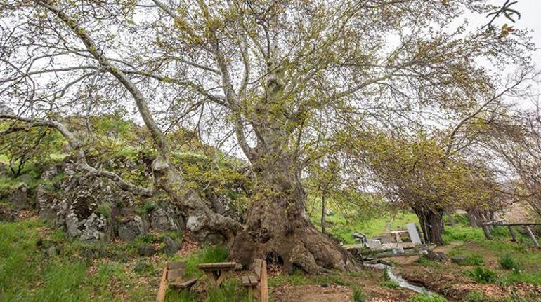 Tunceli’de Doğu çınarı anıt ağaç olarak tescil edildi