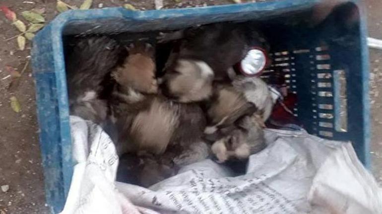 Menfezde mahsur kalan 7 yavru köpek kurtarıldı