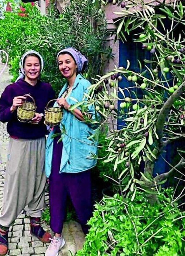 Burcu Biricik, Ayvalıkta zeytin topladı
