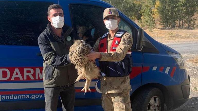 Yaralı puhunun yardımına jandarma ekipleri koştu