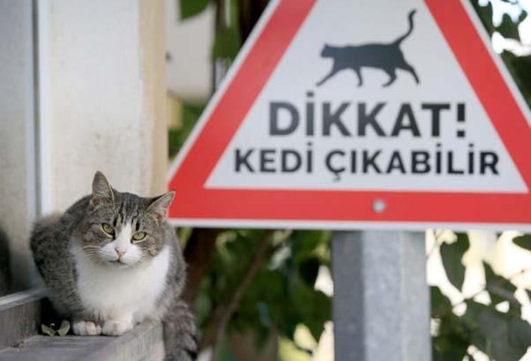 Kırklarelinde sürücüler kedi-köpek çıkabilir tabelalarıyla uyarılıyor