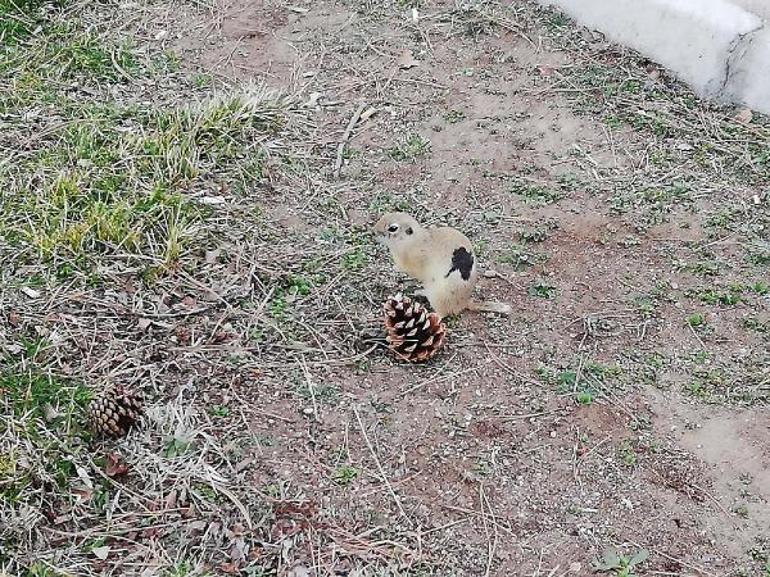 ERÜ yerleşkesinde yaşayan gelenilerde yeni bakteri türü keşfedildi