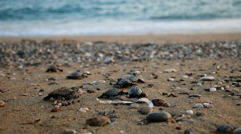 Manavgatta denize ulaşan yavru caretta caretta sayısı 2 kat arttı