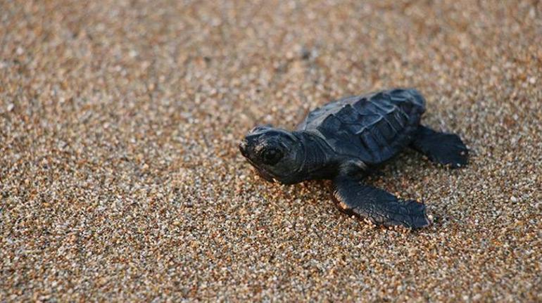 Manavgatta denize ulaşan yavru caretta caretta sayısı 2 kat arttı