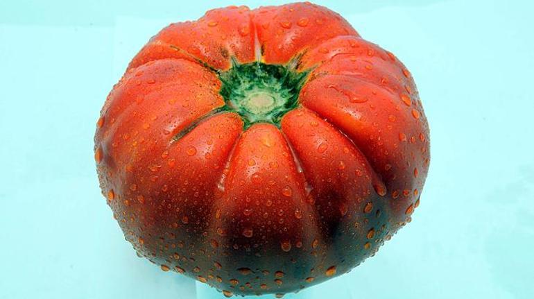 Maniye domatesi ve çavuş üzümü için coğrafi işaret başvurusu yapıldı