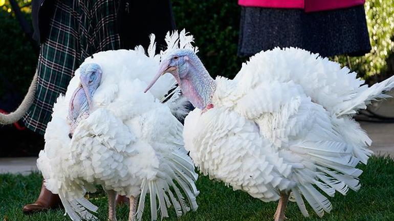 Kennedyden bu yana devam eden gelenek bozulmadı Biden iki hindiyi affetti