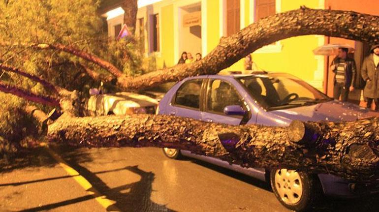 Yağmur çam ağacını devirdi, araçlar hurdaya döndü