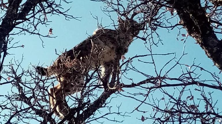 Köpeklerden kaçan vaşak, ağacın tepesine tırmandı