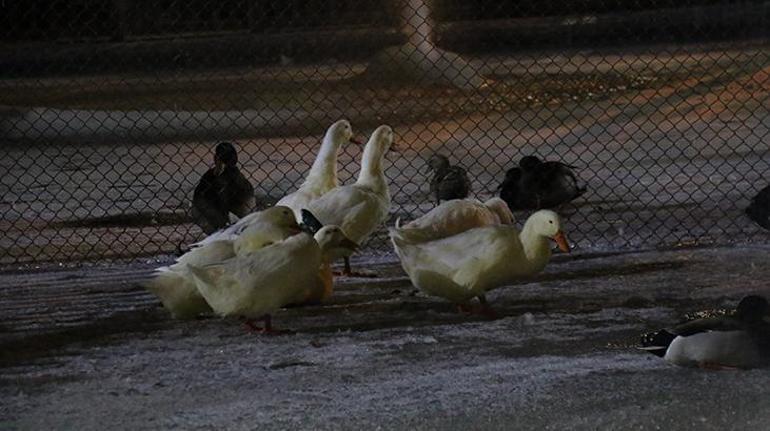 Ankarada hava sıcaklığı eksi 5 dereceye düştü Kuğulu Park buz tuttu