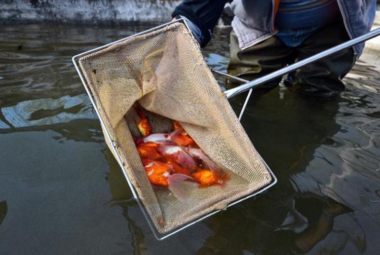 Antalyada üretilen 1 milyon Japon balığı iç piyasada ilgi gördü