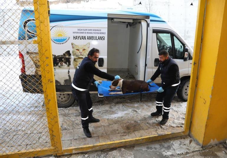 Pitbull paniği İhbar geldi, harekete geçildi