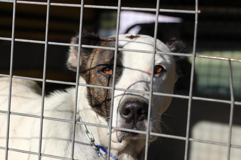 Yeni bir pitbull saldırı vakasını okul müdür yardımcısının dikkati önledi