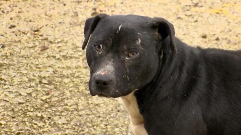 Ormanlar yasaklı ırk köpekler ile doluyor