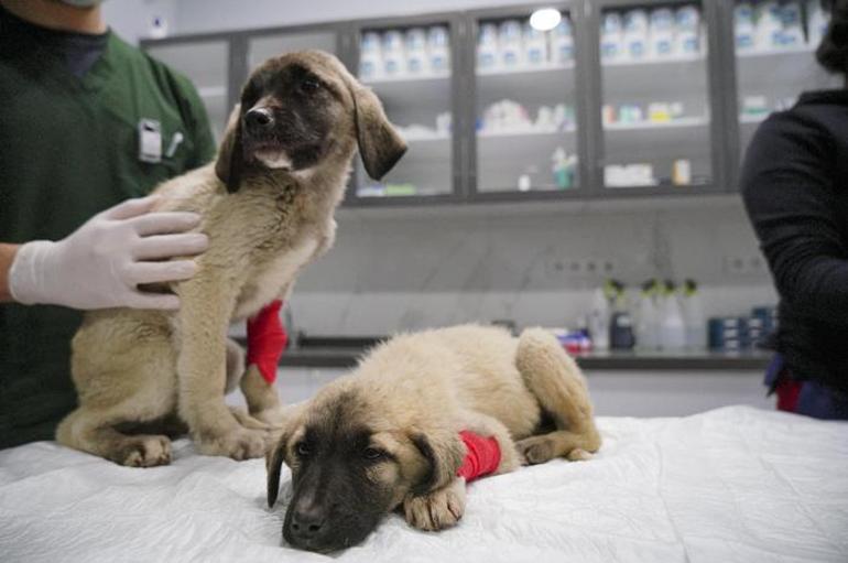 Can çekişirken bulunan yavru köpekler için parazit zehirlenmesi teşhisi