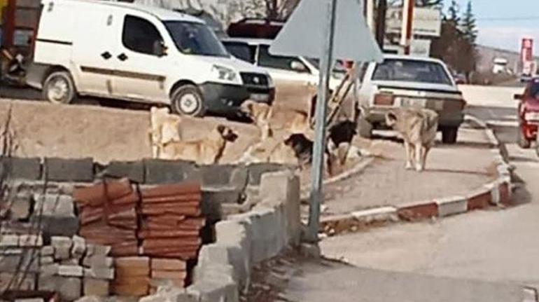 7 yaşındaki kız dehşeti yaşadı 8 köpek bir anda etraflarını sardı