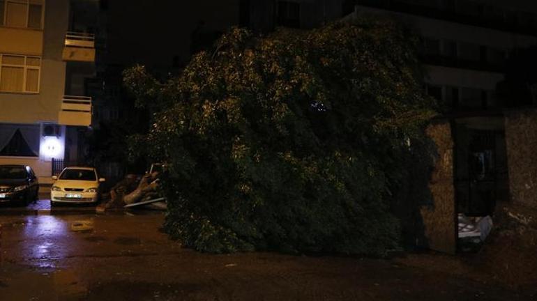 Adanada fırtına nedeniyle 15 metrelik ağaç devrildi