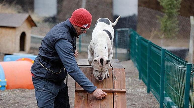 Ömür boyu barınakta kalacak tehlikeli köpeklere uyum eğitimi