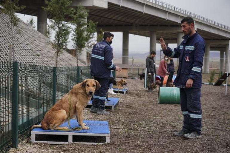 Ömür boyu barınakta kalacak tehlikeli köpeklere uyum eğitimi