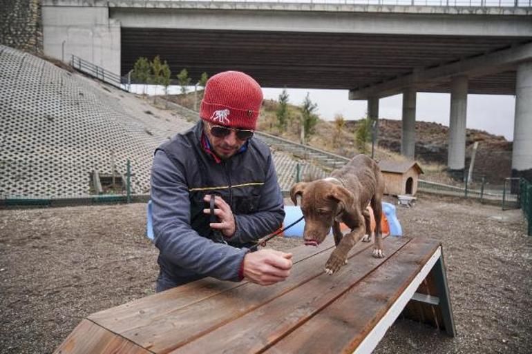 Ömür boyu barınakta kalacak tehlikeli köpeklere uyum eğitimi