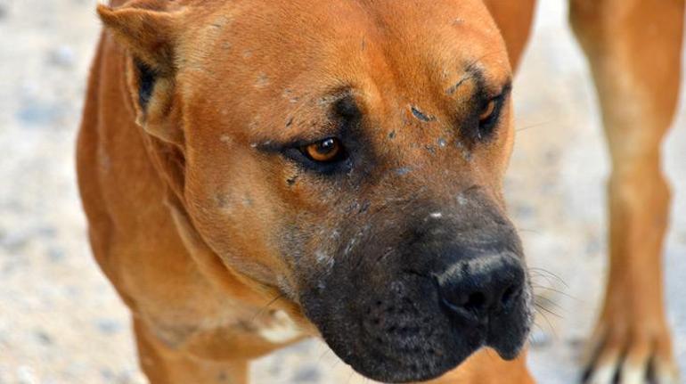 Kaderine terk edilen yasaklı ırk köpekler için nöbetteler