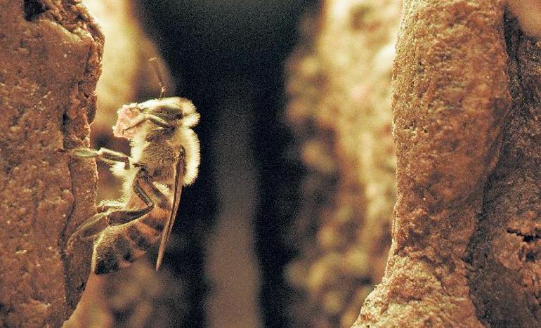 Sahte balla arıların genetiği tehlikede