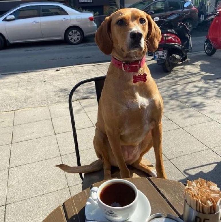 Şişlide açıkta bırakılan elektrik kabloları köpeği öldürdü