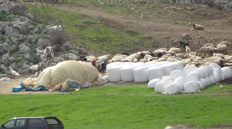 Koyunu kurtarmak isteyen çoban 260 metreden düşüp öldü