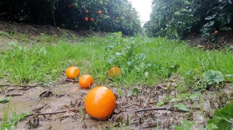 Binlerce ton portakal yağışlar nedeniyle dalında kaldı