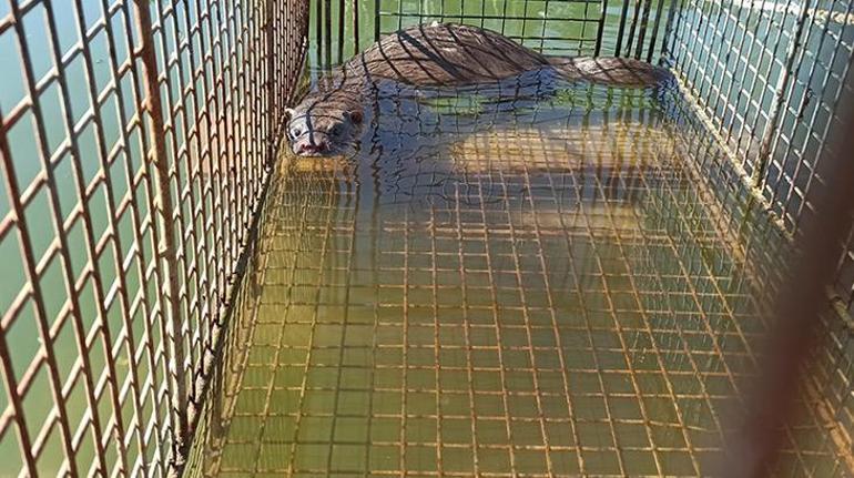 Çiftlikteki balıkları yiyen su samuru, kapanla yakalanıp doğaya salındı