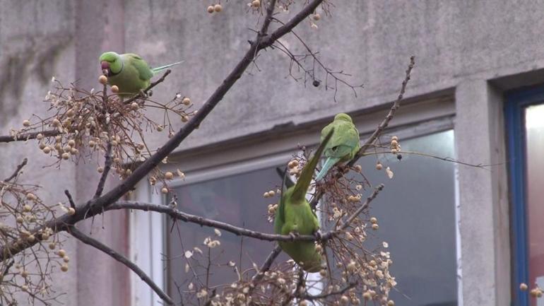 Kadıköy’de yeşil papağan sürüsü görenleri şaşkına çevirdi