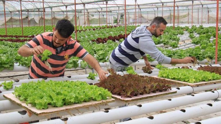 İşçiliği bırakıp çiftçiliğe başladılar, yılda 8 hasat yapıyorlar