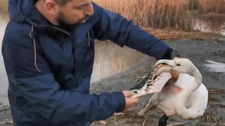 Bursada ayağı kırılan flamingo kurtarıldı