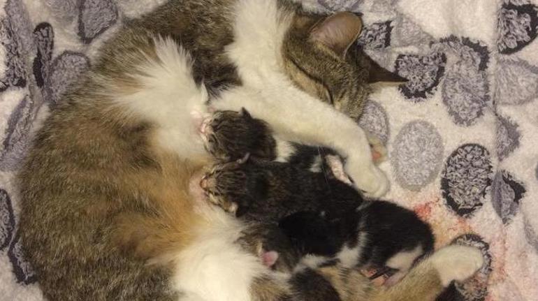 Kız çocuğunun dikkati anne kedi ve yavrularının hayatını kurtardı