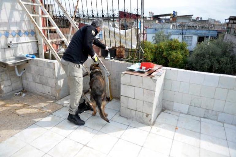 Torbacı, pitbull köpeklerle korunuyor